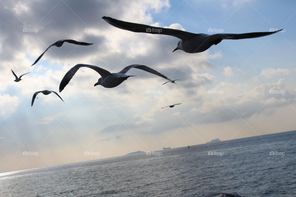 Bring me to Island...