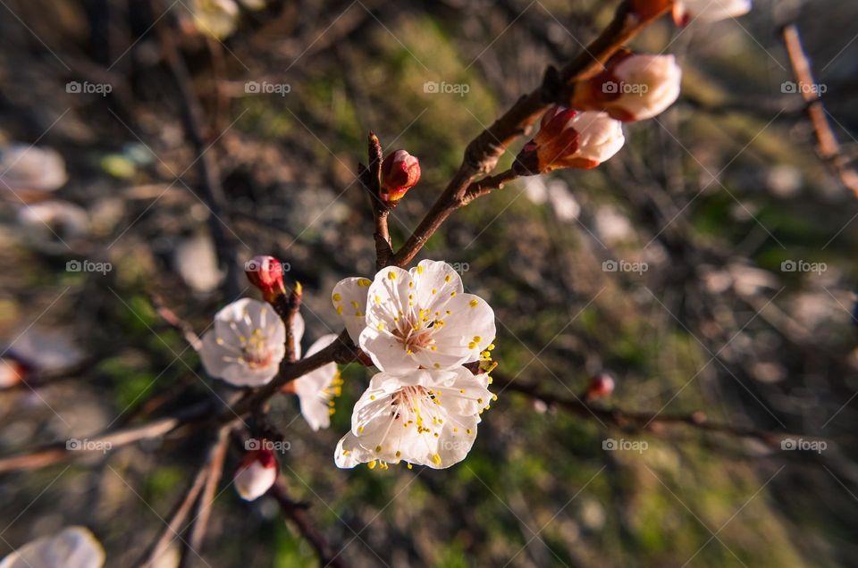 The beauty of spring