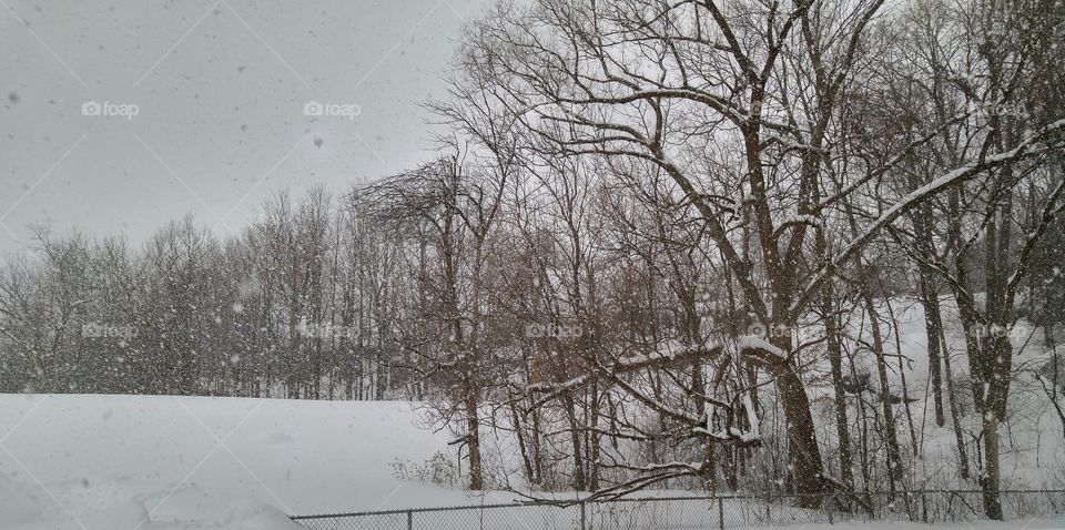 Snowy day in the woods