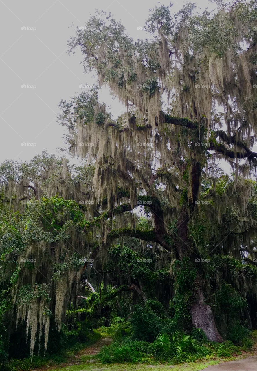 Spanish moss hanging tree