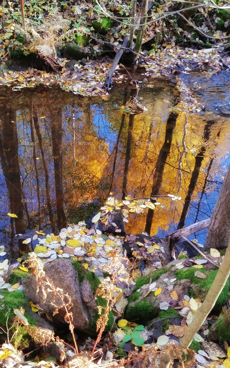 Reflections in the forest,  Norway