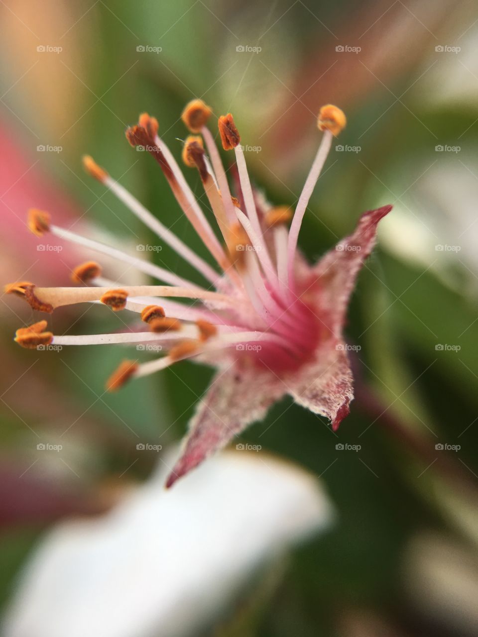 White blossom closeup