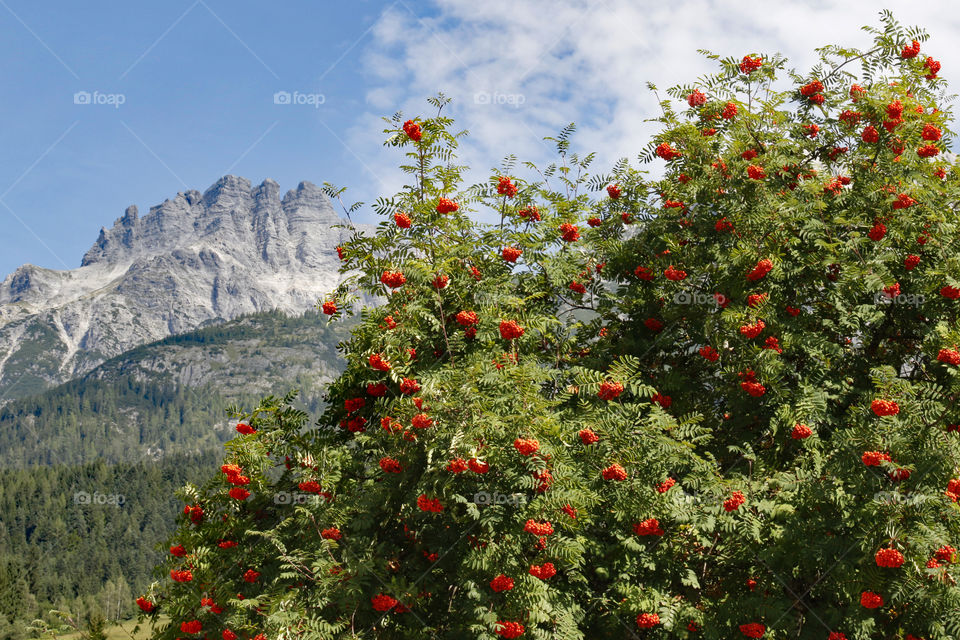 Rowan tree in the alps mountains - rönn träd alperna 