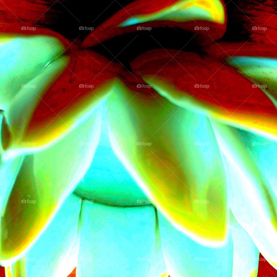 Glowing lotus