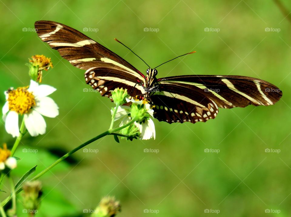 zebra butterfly