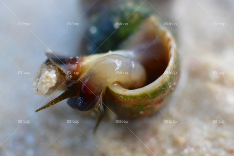 beach snail shell escargot by hkjohan