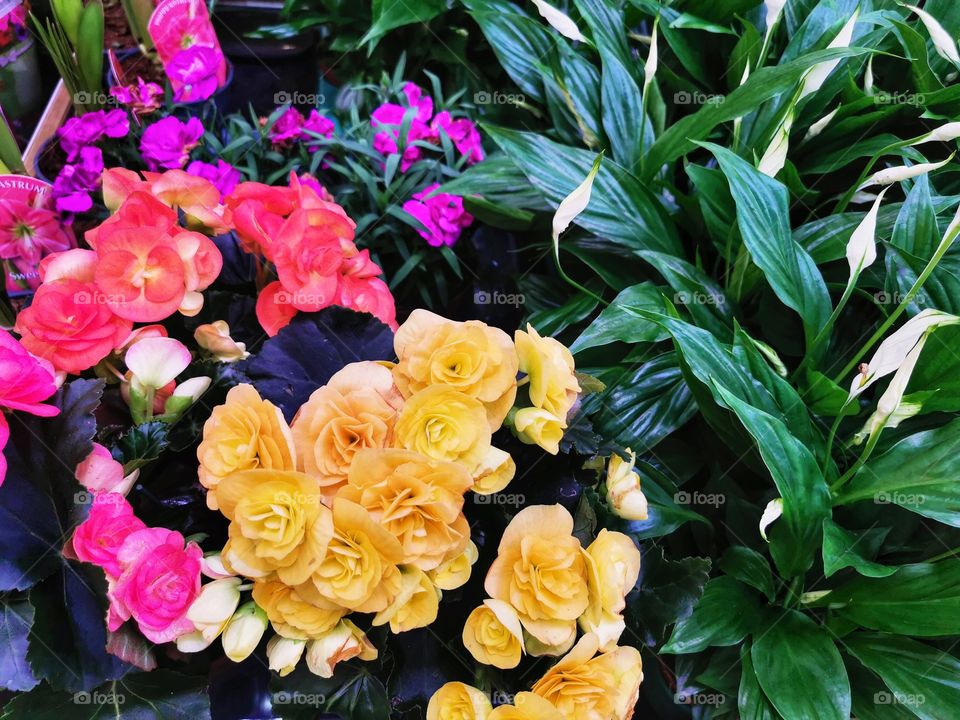 Color day outdoor nature greens wild forest