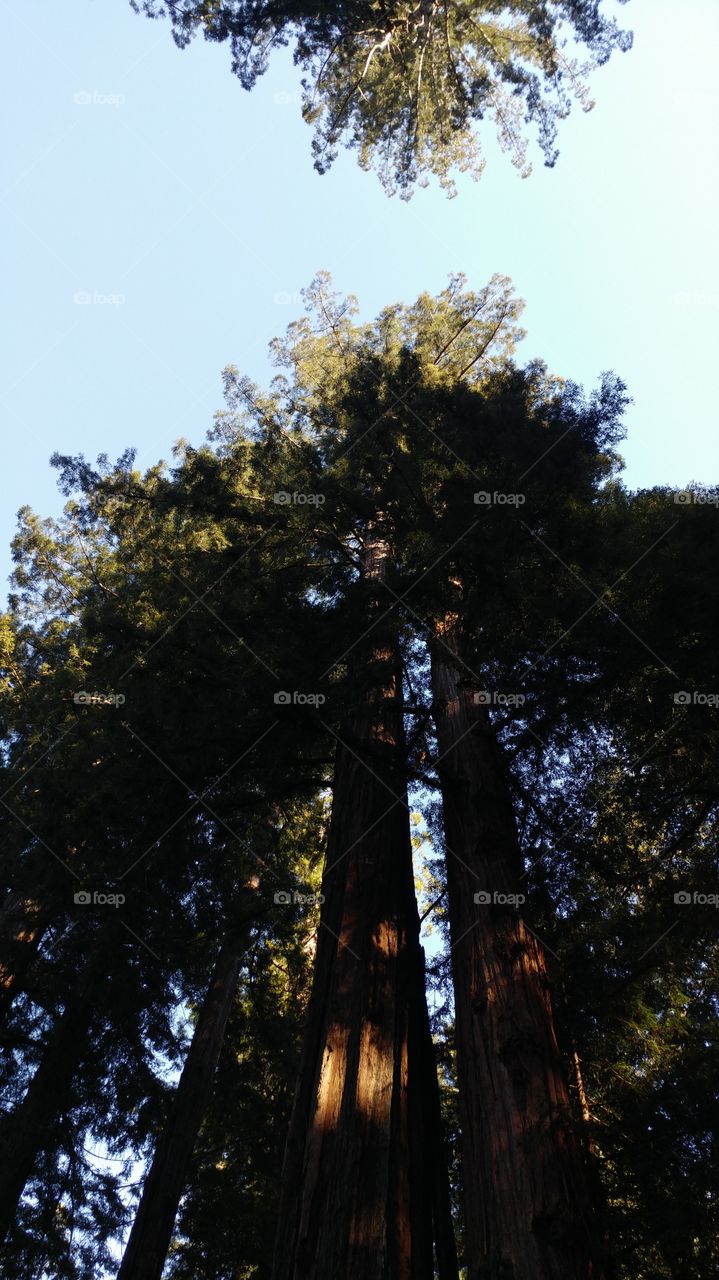 Twin Tower Redwoods