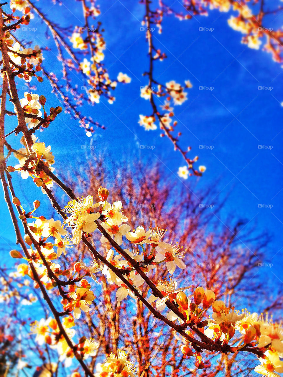 Fragrant peach blossoms in springtime