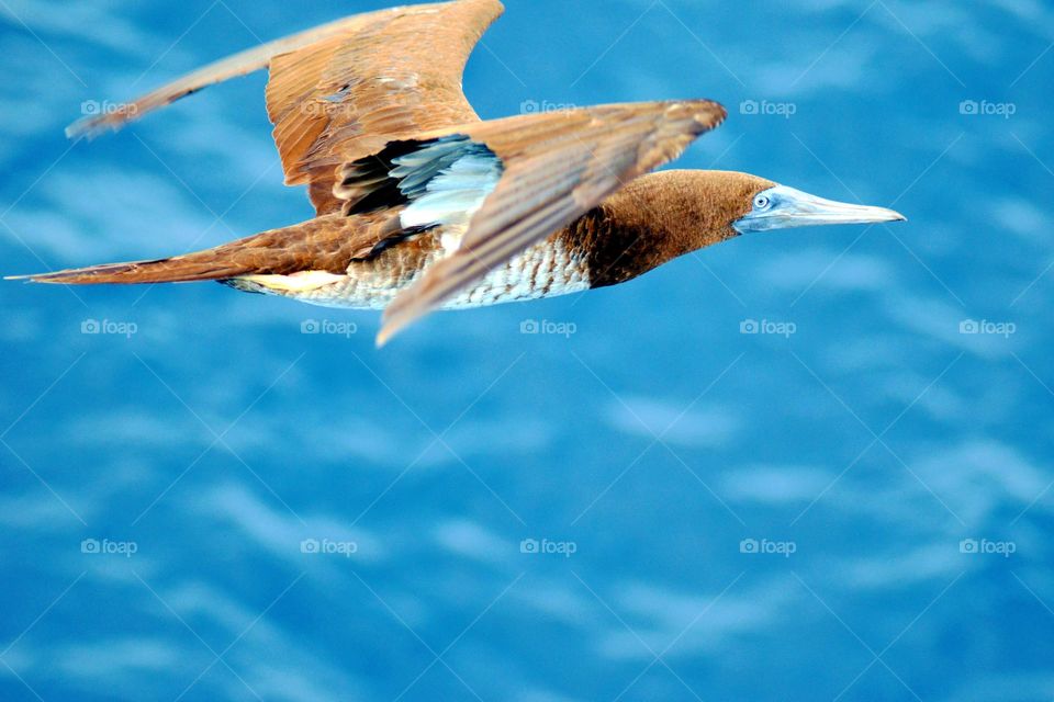 Seabird Brown Booby flying over the ocean.