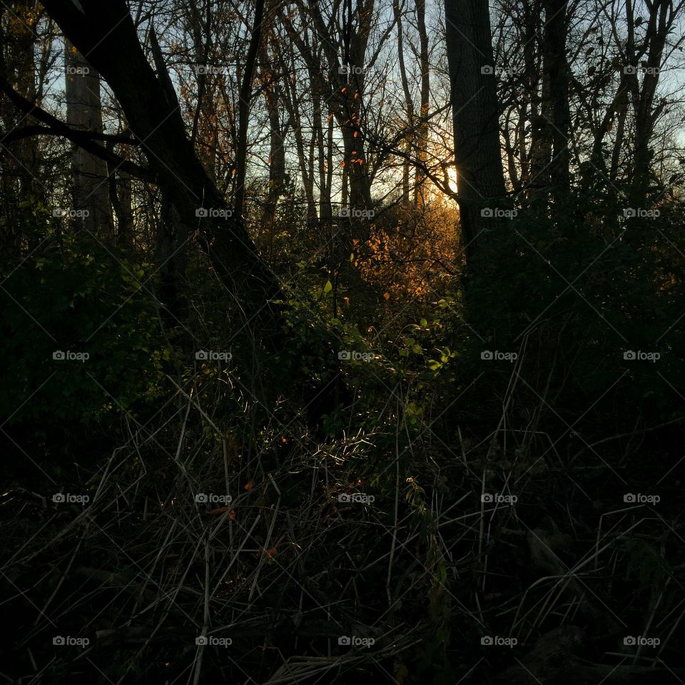 Golden hour forest scene