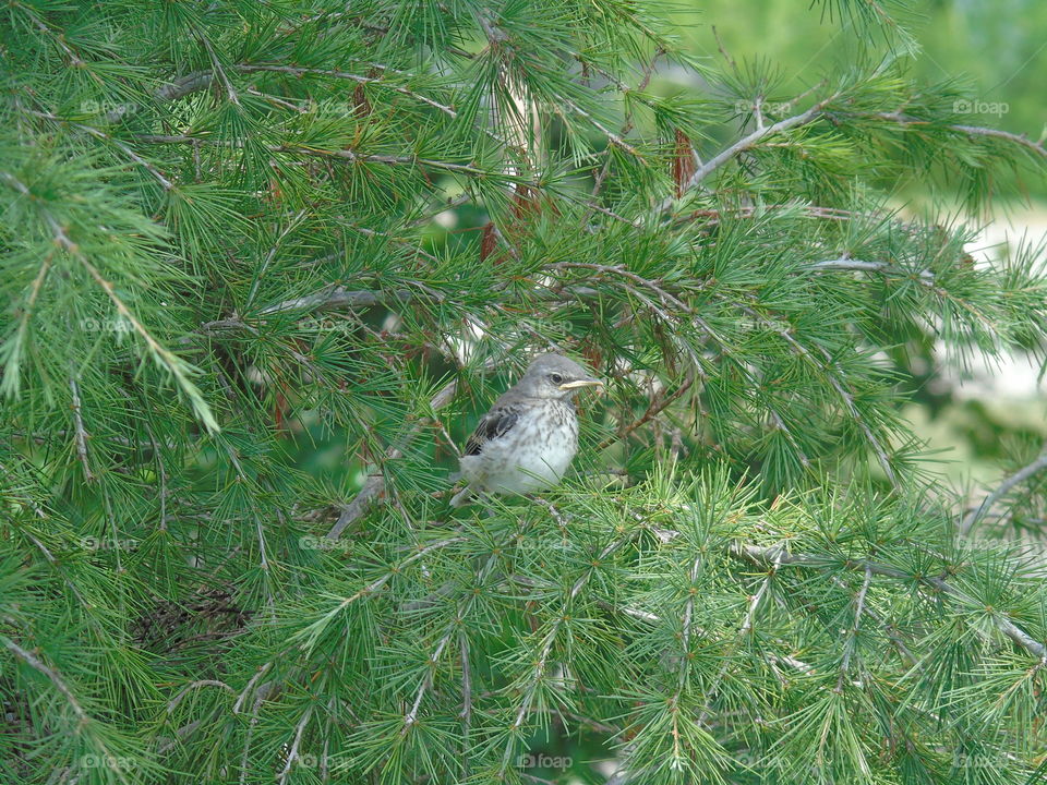 Young bird perching on tree