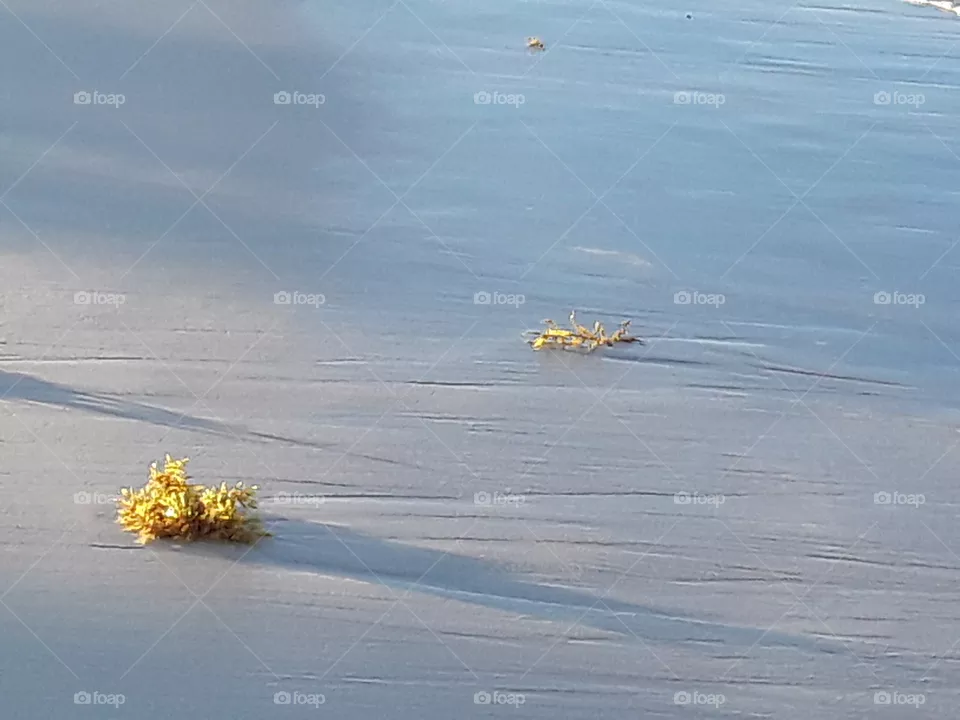 seaweed on the beach in the tropics