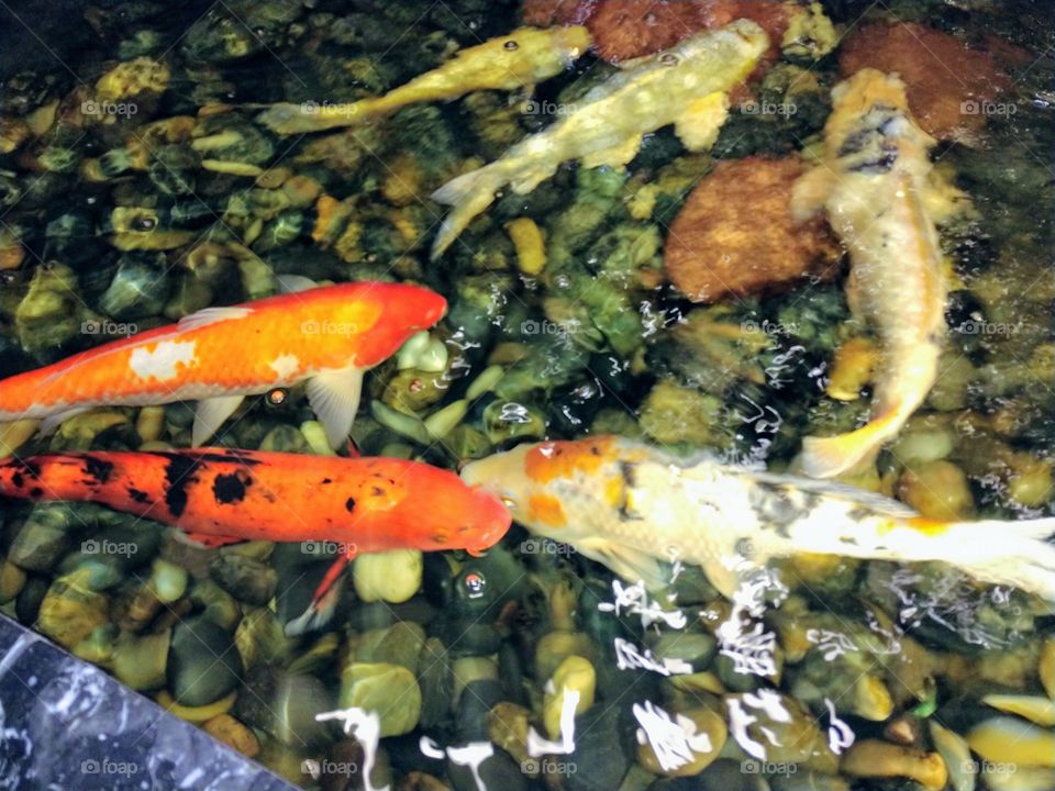 Koi fish in indoor pond