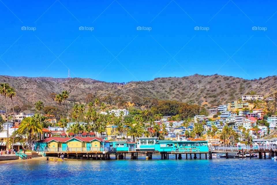 Catalina Island 🌴 