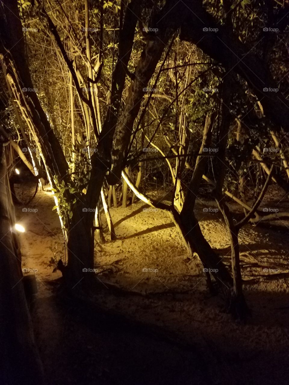 nocturnal trees