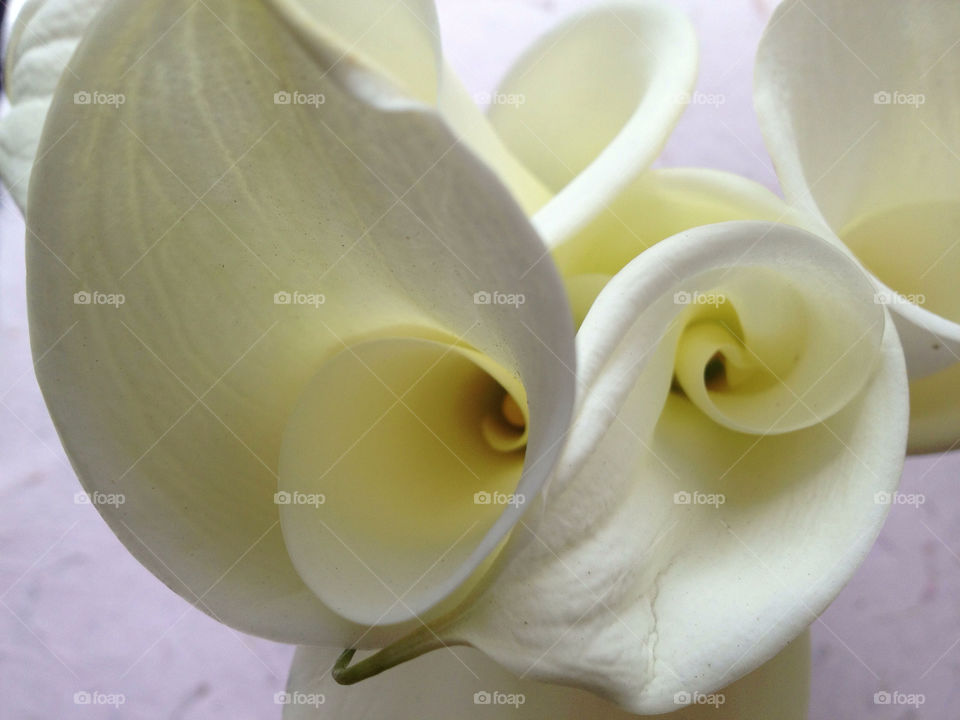 White calla lilies