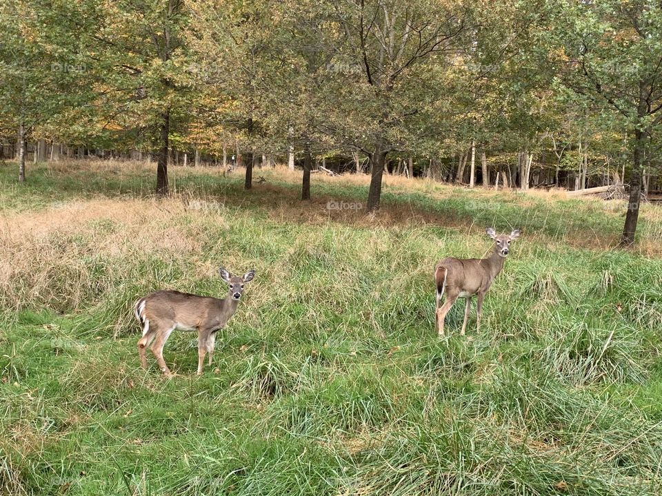 Deers