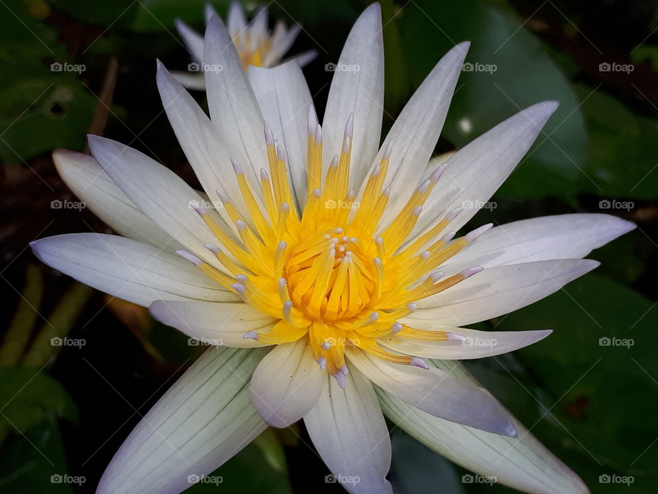 white lotus