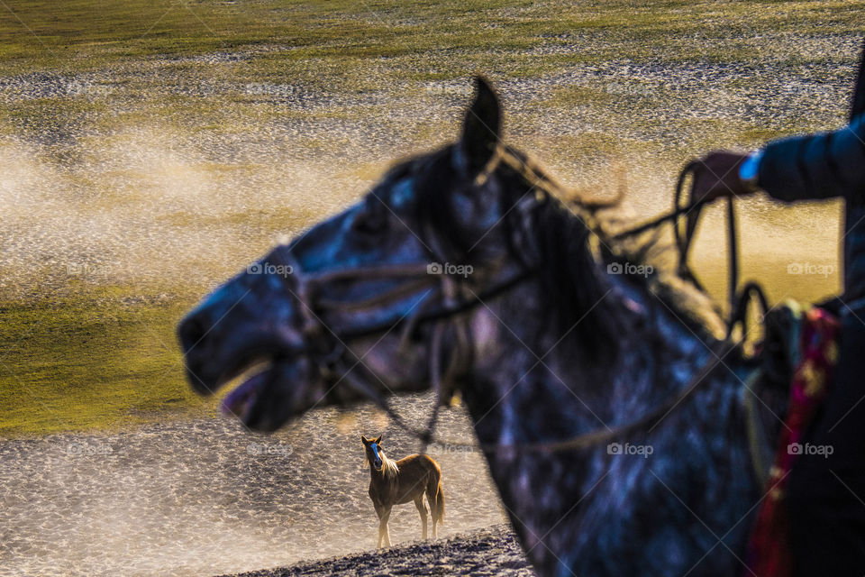 horses running in the river