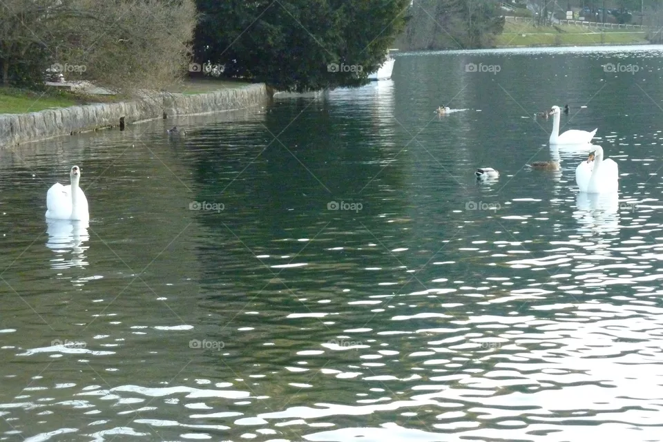 Swans