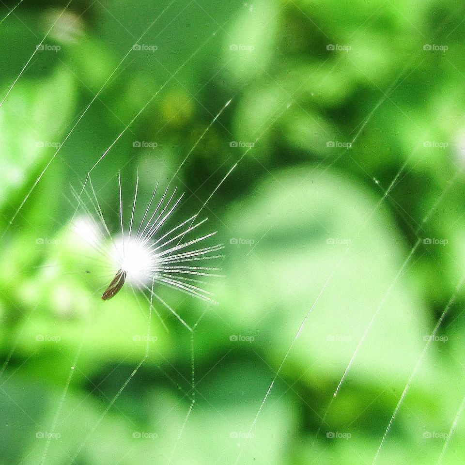 flower in spider net