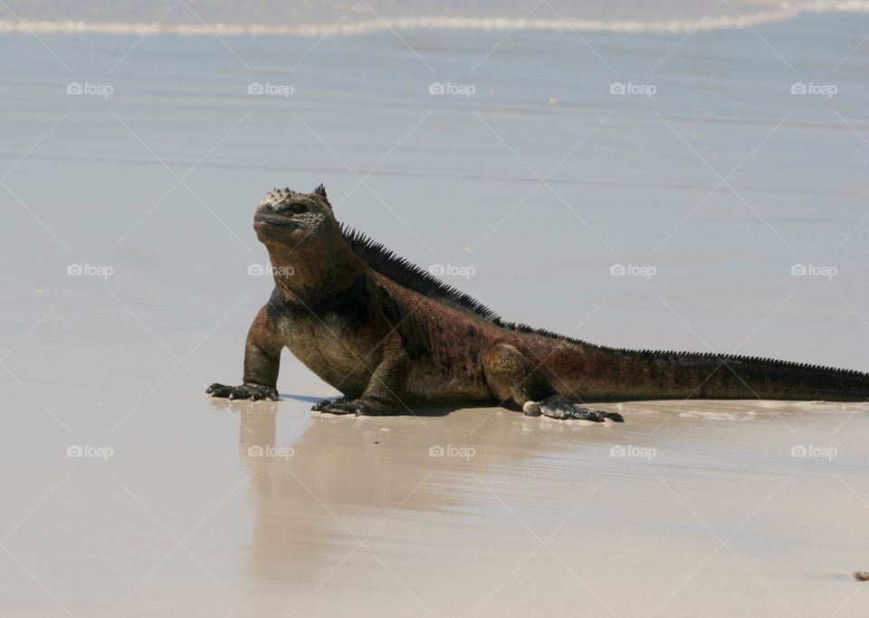 Galapagos iguana