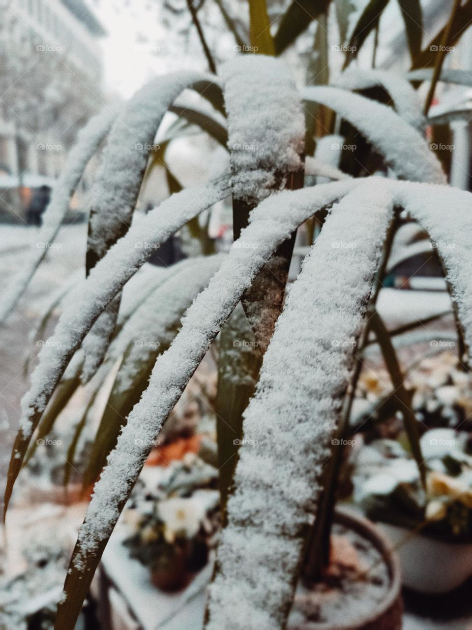 magic quiet peaceful snow