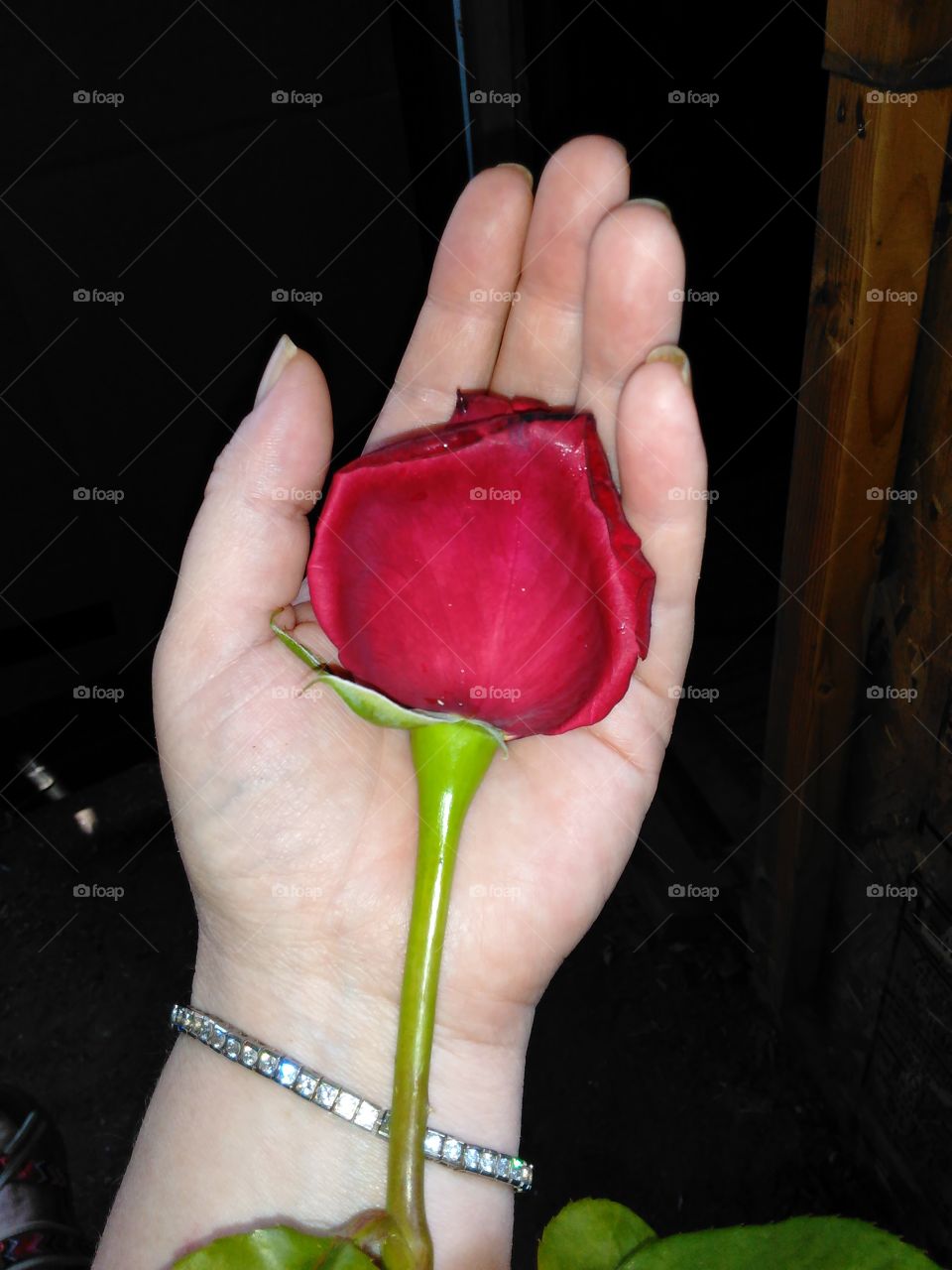 Rose in the palm of my hand