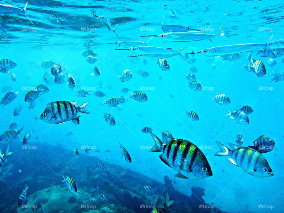 Snorkeling 