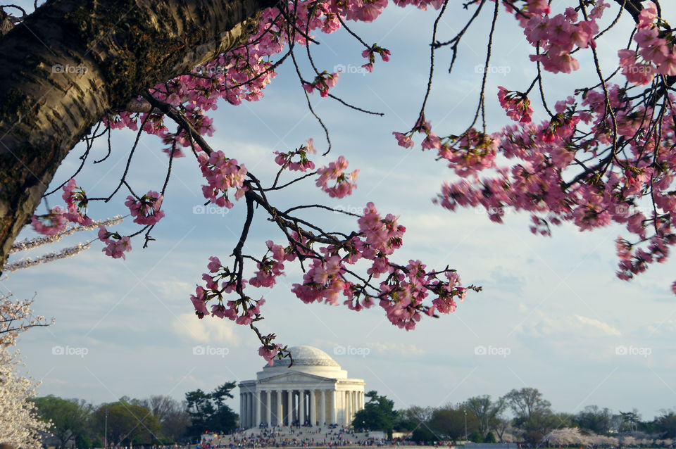 Jefferson Memorial during spring