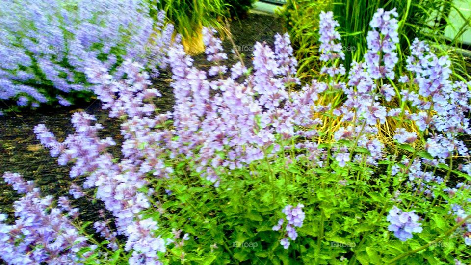 Flower, Flora, Nature, Garden, Summer