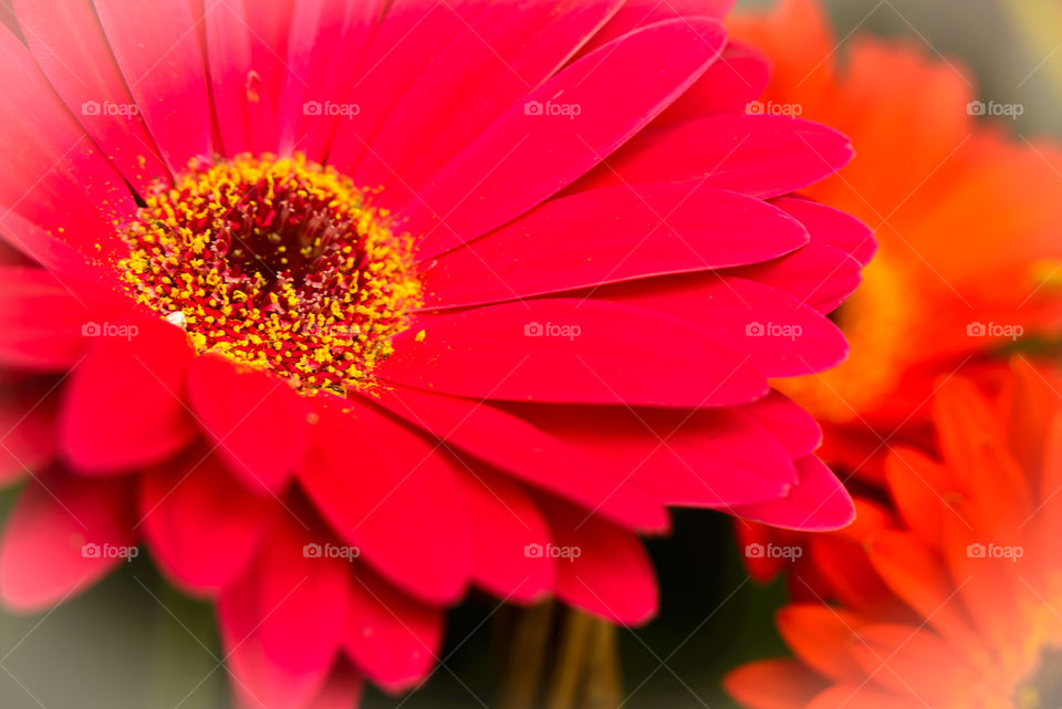 Close up of a red Gerbera Daisy with shallow depth of field