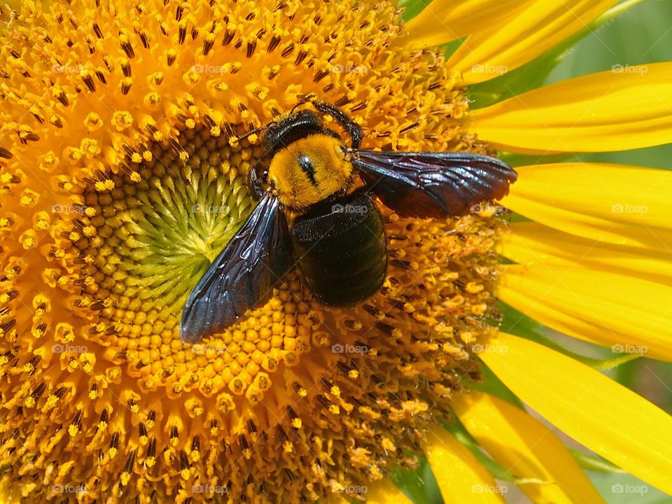 Bumble bee sucking nectar of sunflower