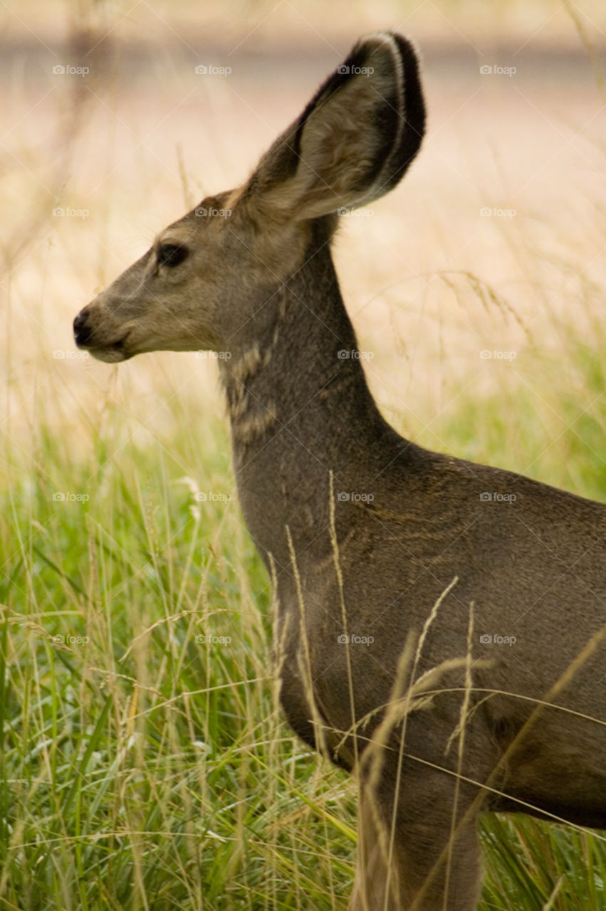 nature outdoors wildlife deer by bushler14