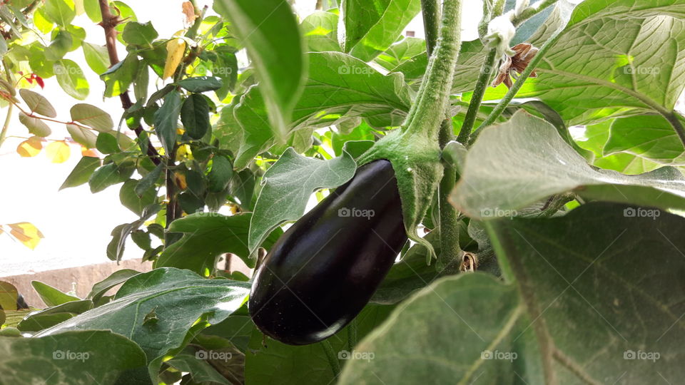 Eggplant  with tree