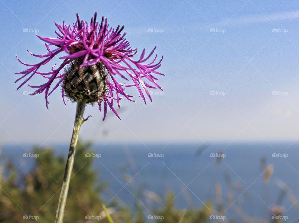 summer flower gower coast flowers by chris7ben