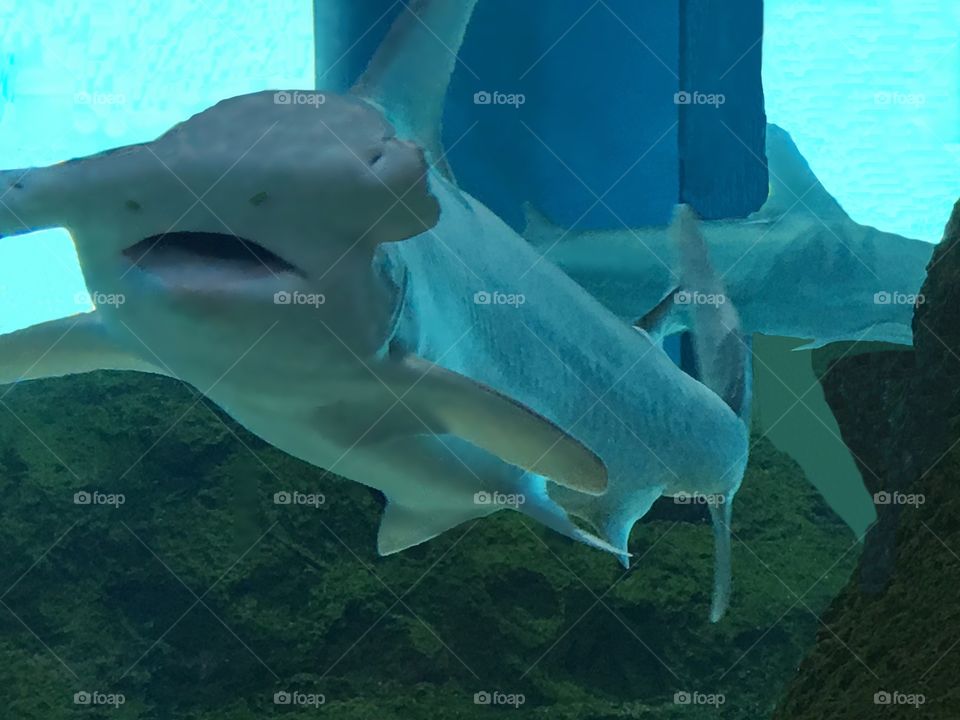 Hammerhead Shark