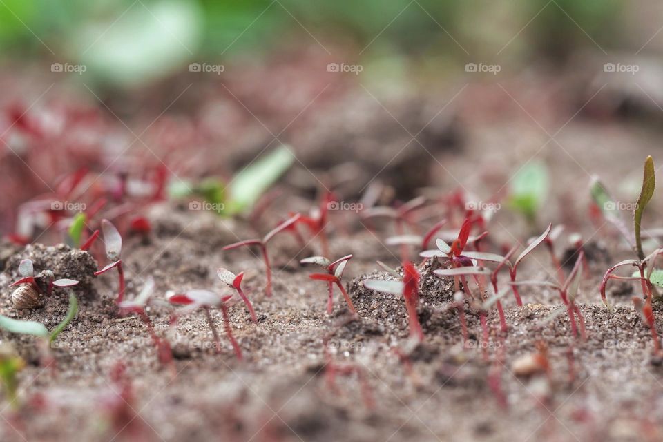 Many small flower seedlings