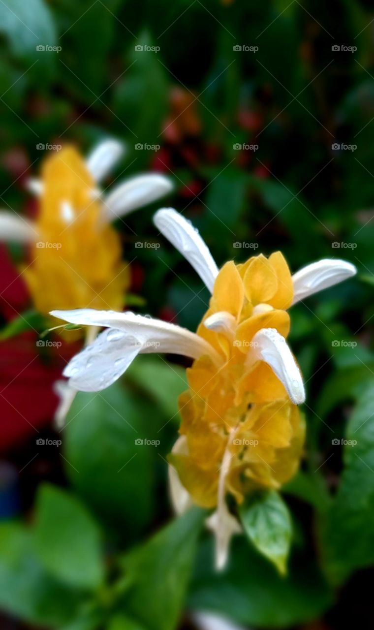 Pachystachys lutea, known as the golden shrimp plant or lollipop plant, is a tropical evergreen shrub