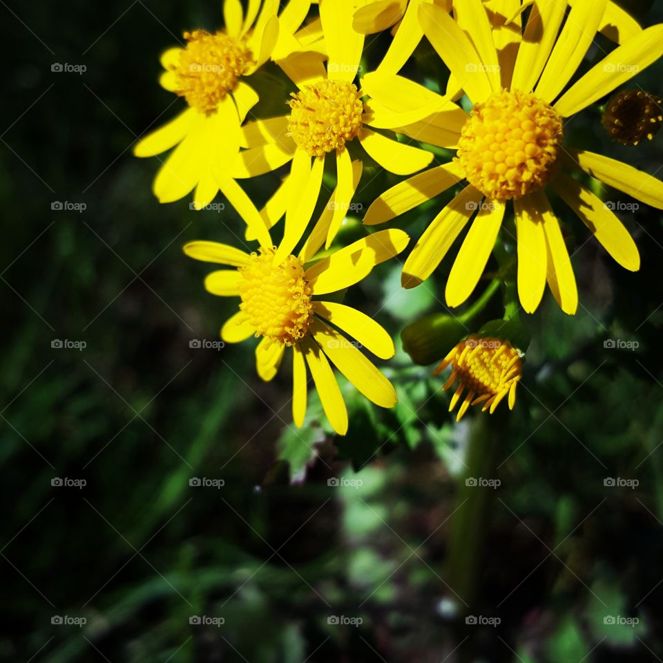 yellow spring tiny flower