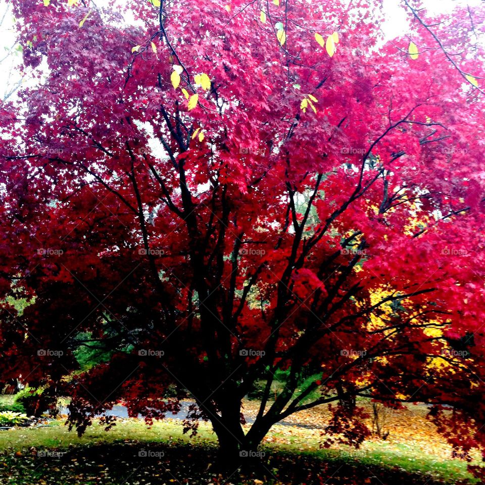 Fall. Japanese maple in the fall