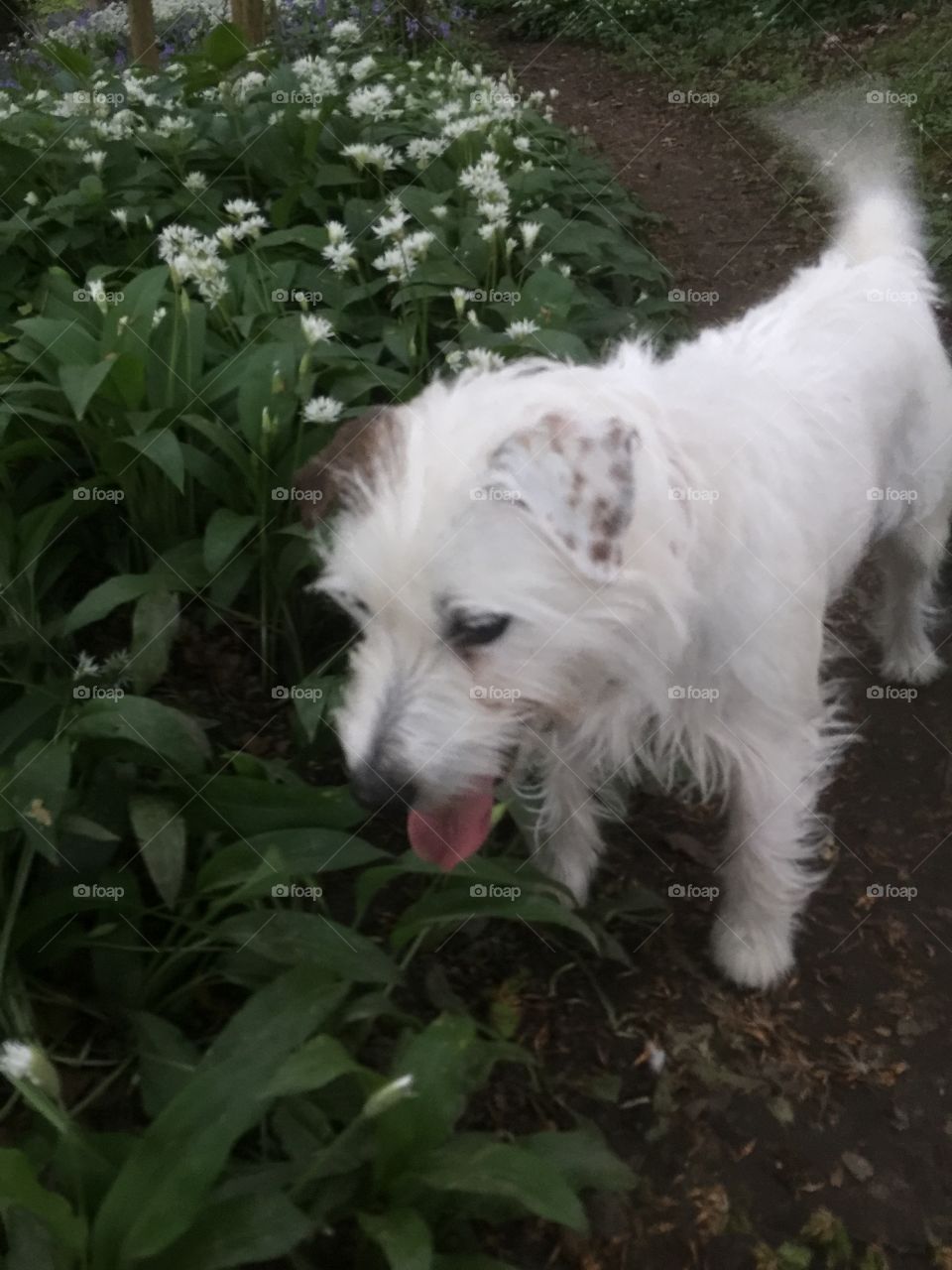 Dog in the wild garlic