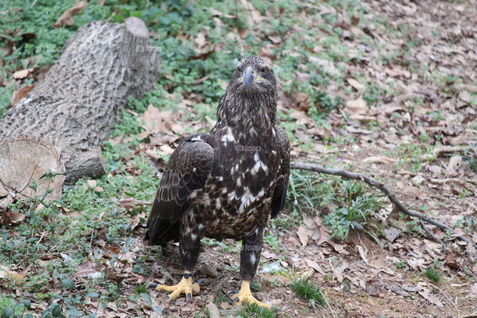 Young eagle 
