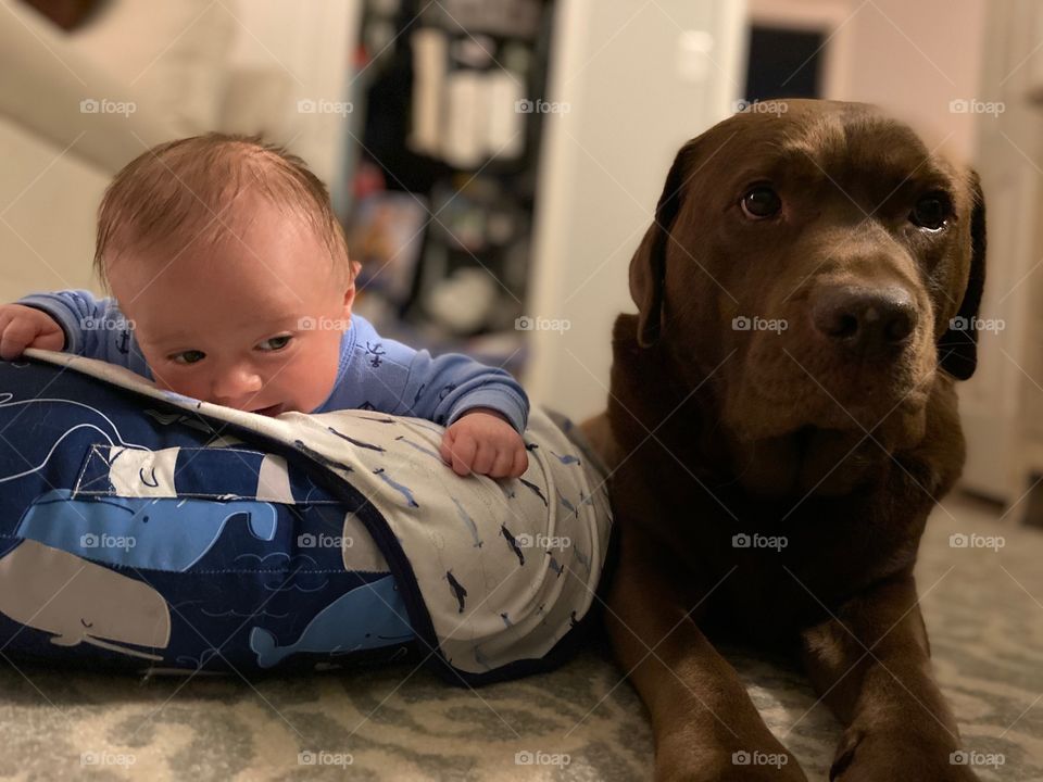 Best friends.  Never been so grateful to be alive. Chocolate lab and baby.  