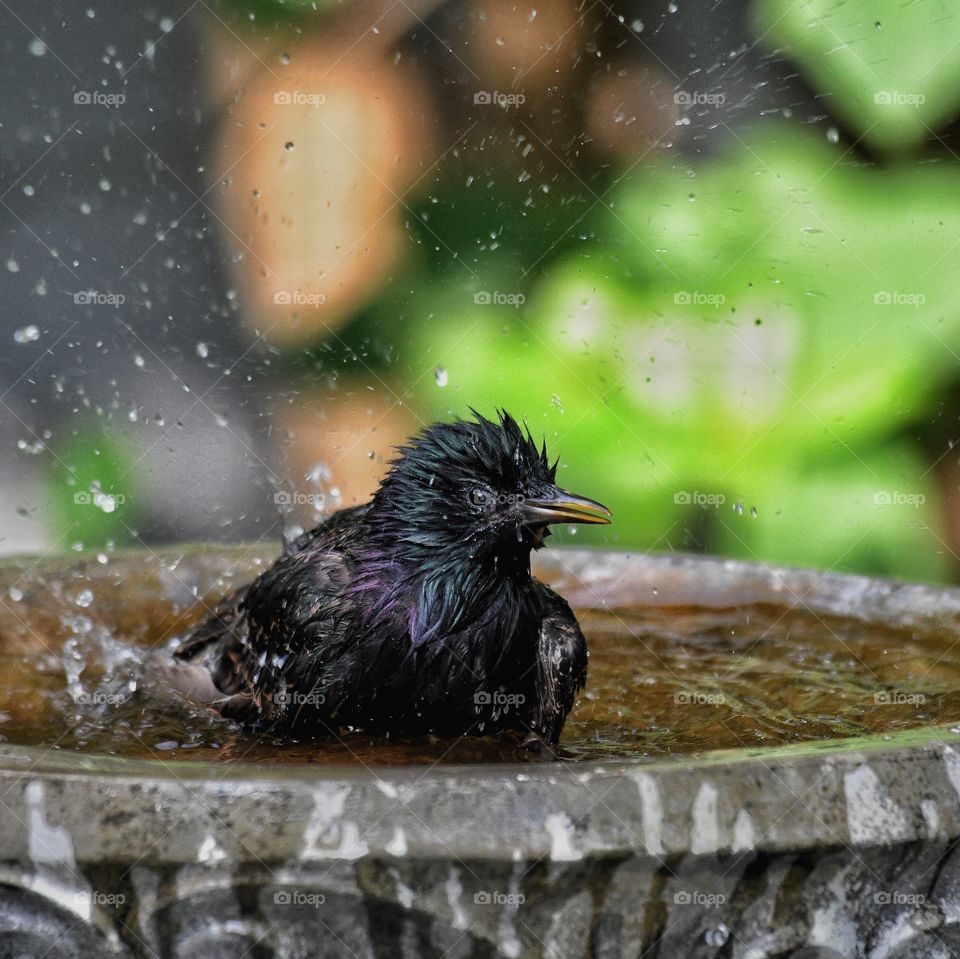 European starling