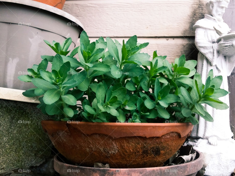 Houseplants in Pots