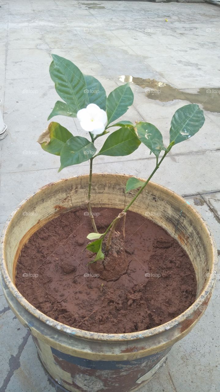 🌸🌸🌸🌸🌸🌸🌸 Ek Pyar Hai phone com