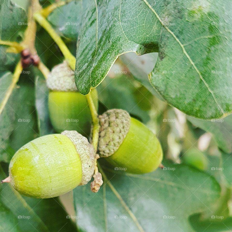 Tall oaks from little acorns grow (с)