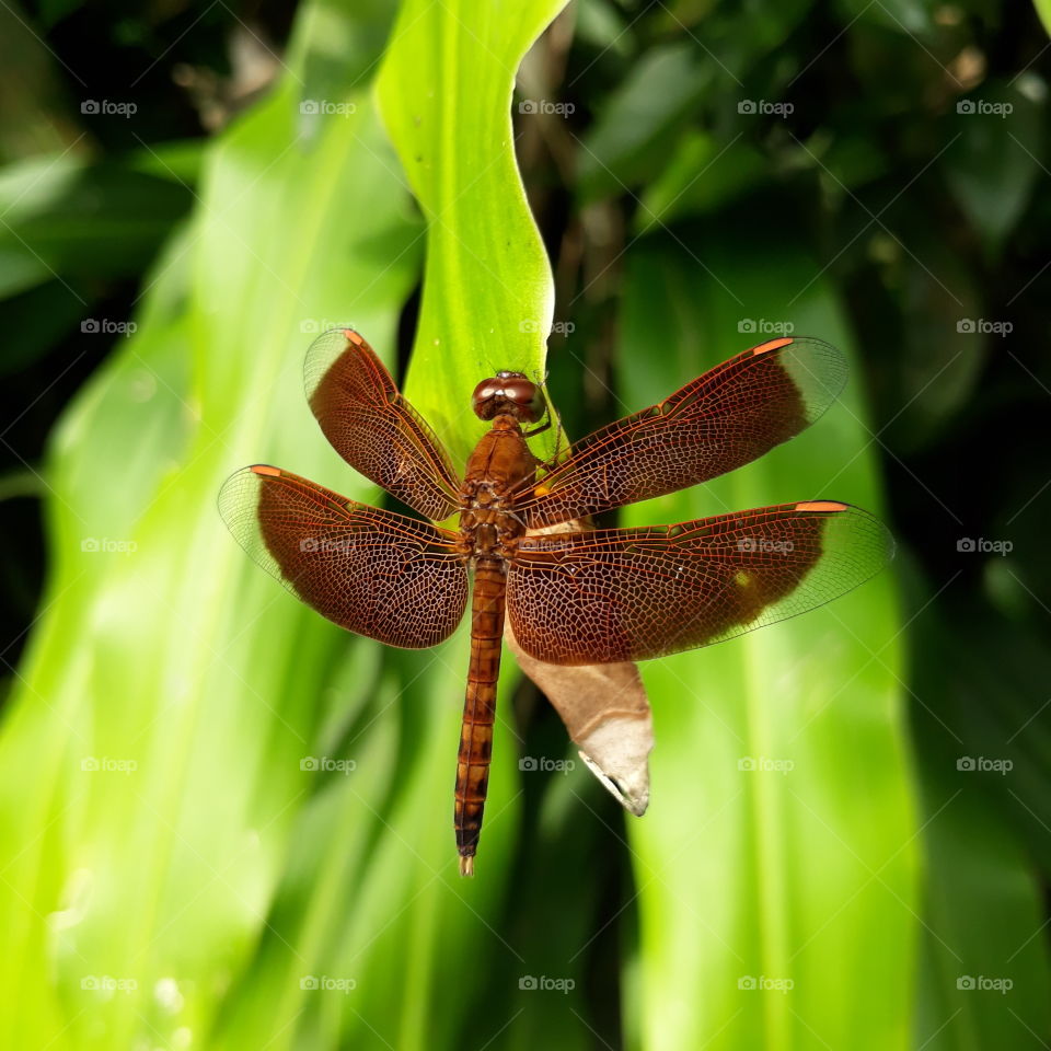 A dragonfly (in Batak languange: Nimbur) perched on a dracaena leaf.